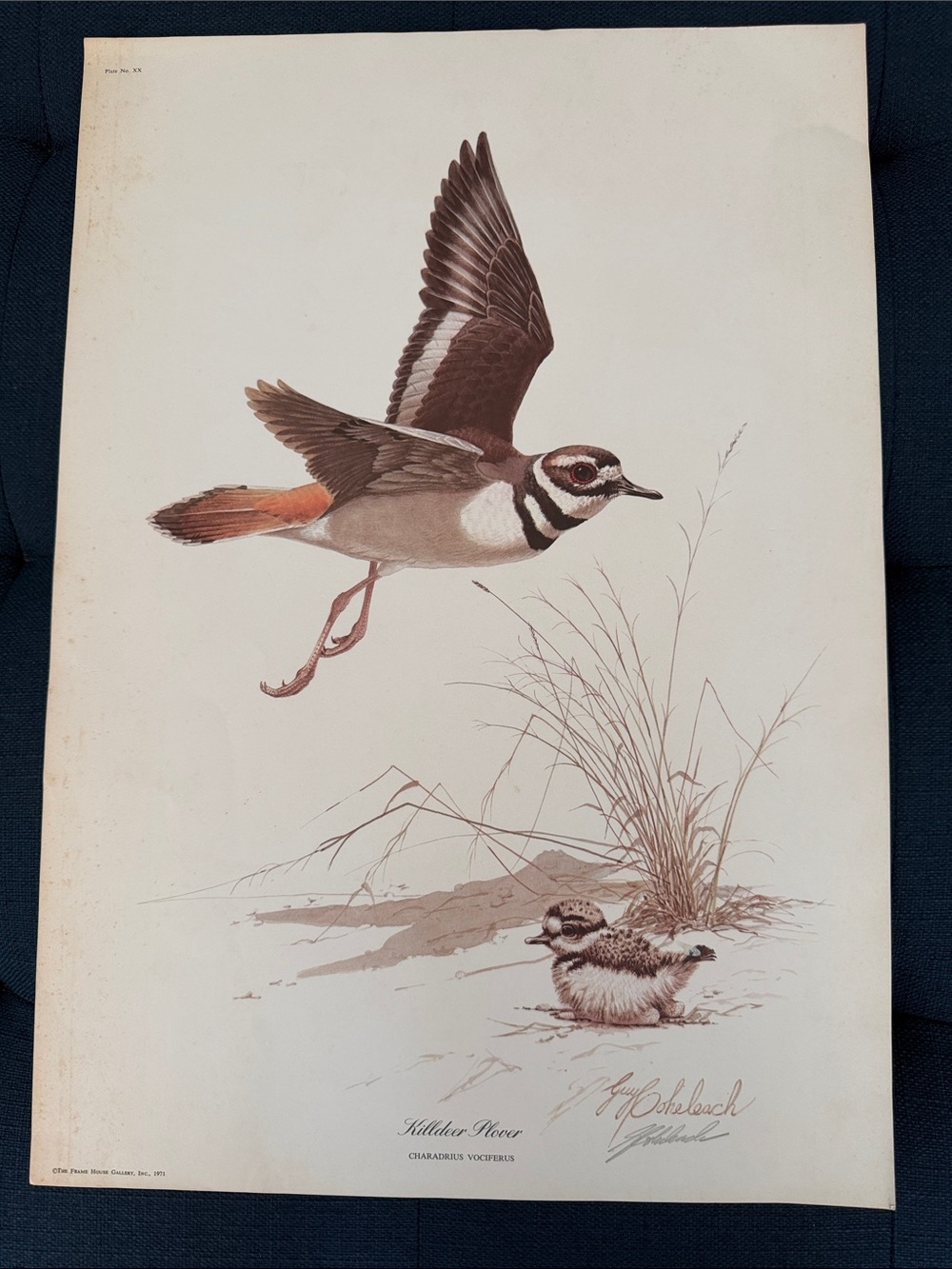 Vintage 1971 Large Bird Print Killdeer Plover Guy Coheleach Wall Art 14” x 20”